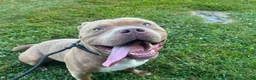 Mixed Breed dogs for sale: Saint - Ad 1