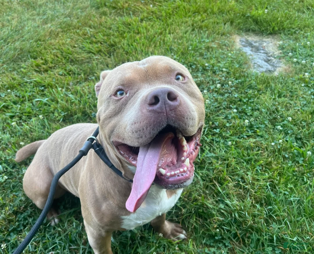 Mixed Breed dogs for sale: Saint - Ad 1