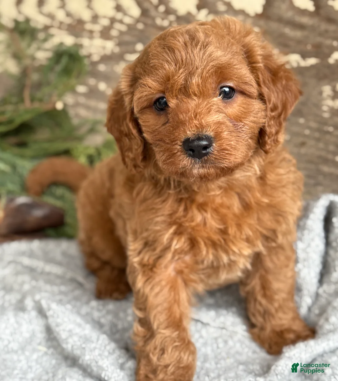 Mixed Breed dogs for sale: Stott - Ad 1