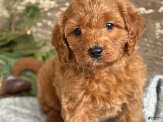 Mixed Breed dogs for sale: Stott - Ad 2