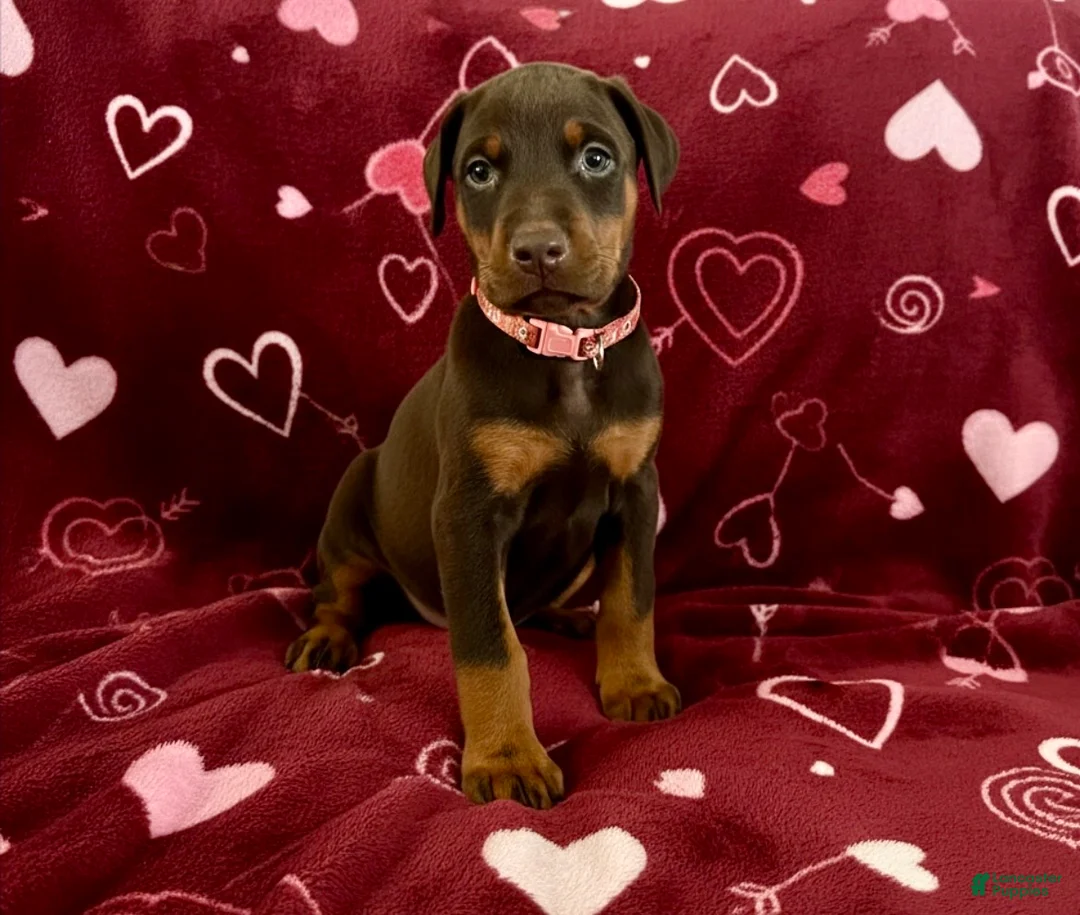 Doberman Pinscher dogs for sale: Opal-NOT AMISH  - Ad 4