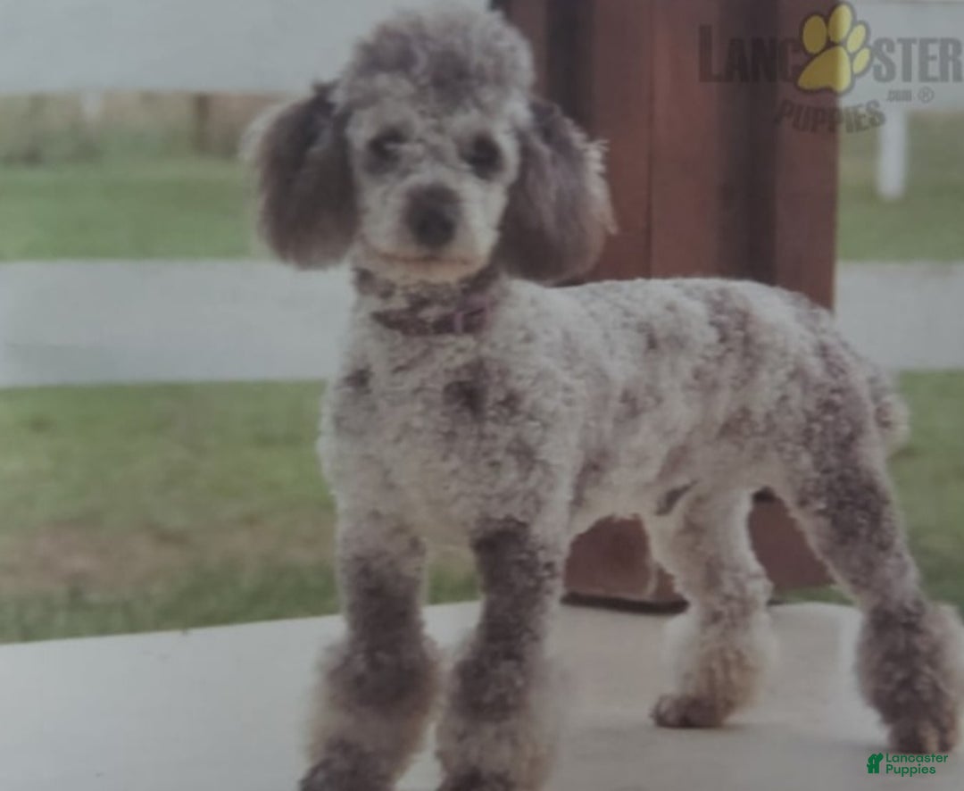 Miniature Poodle dogs for sale: Sarah - Ad 7