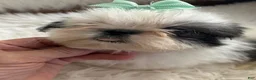 Shih Tzu dogs for sale: Shih Tzu Male 2 - Ad 4