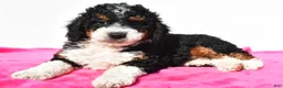 Mini Bernedoodle dogs for sale: Ashley - Ad 4