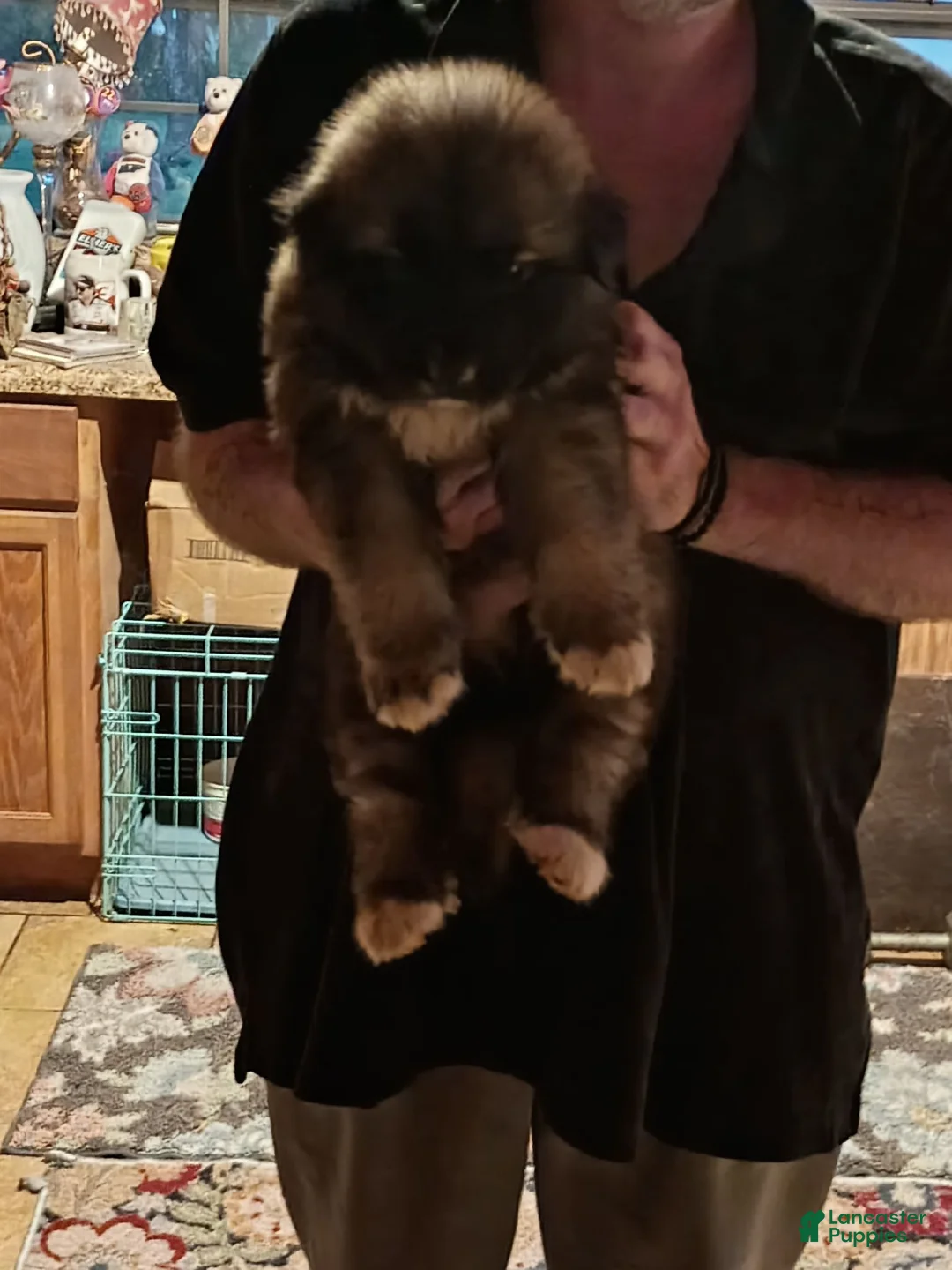Alaskan Husky dogs for sale: Alaskan Husky 3 Paws - Ad 1