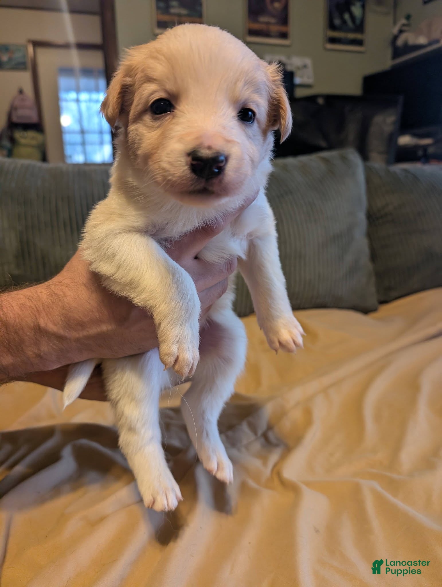 Border Collie dogs Male 1  - Ad 41