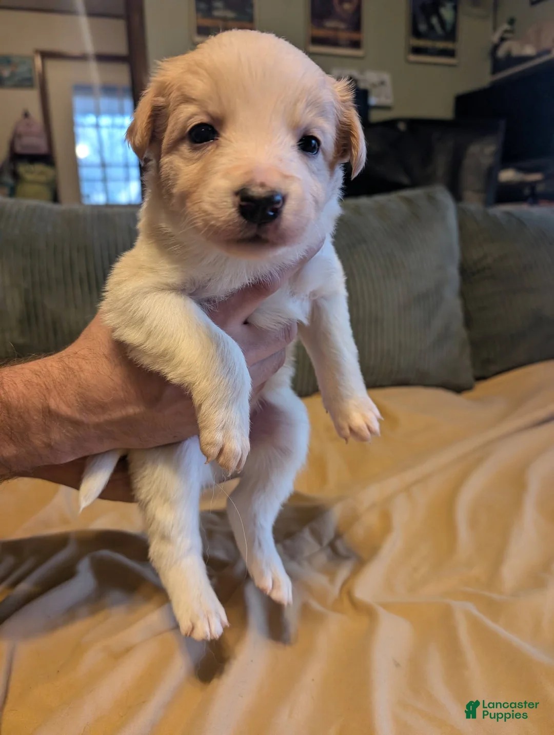 Border Collie dogs for sale: Male 1  - Ad 1