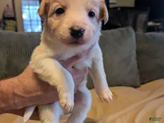 Border Collie dogs Male 1 - Ad 41