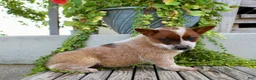 Australian Cattle Dog dogs for sale: Ashley - Ad 5
