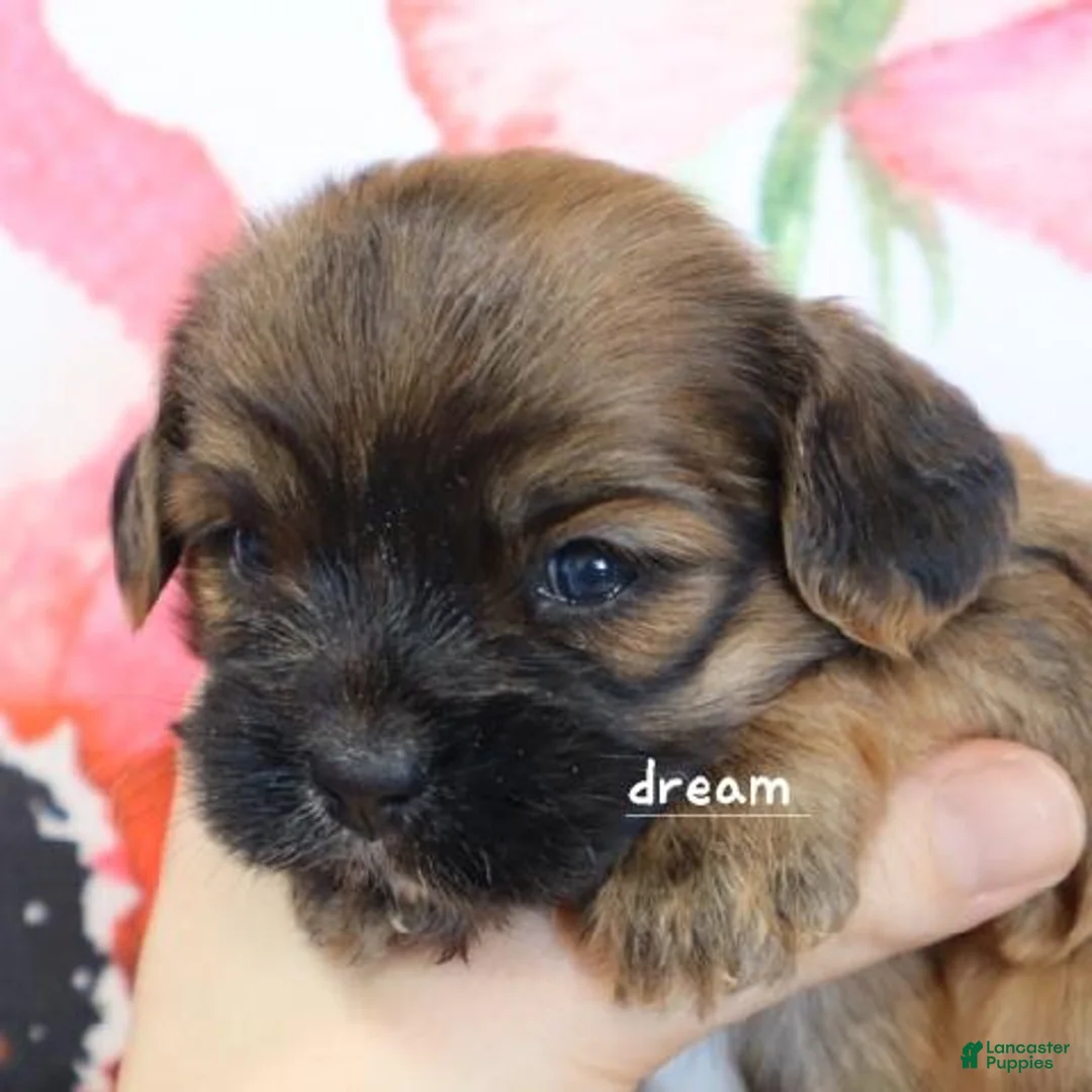 Mixed Breed dogs for sale: Briar - Ad 1