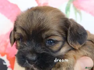 Mixed Breed dogs for sale: Briar - Ad 3