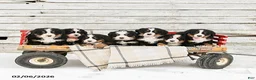 Bernese Mountain Dog dogs for sale: Montana - Ad 3
