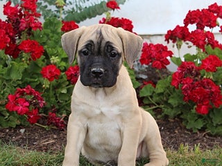 Cane Corso dogs - Ad 33