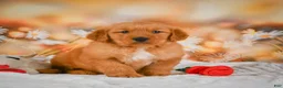Golden Retriever dogs for sale: Cash - Ad 10
