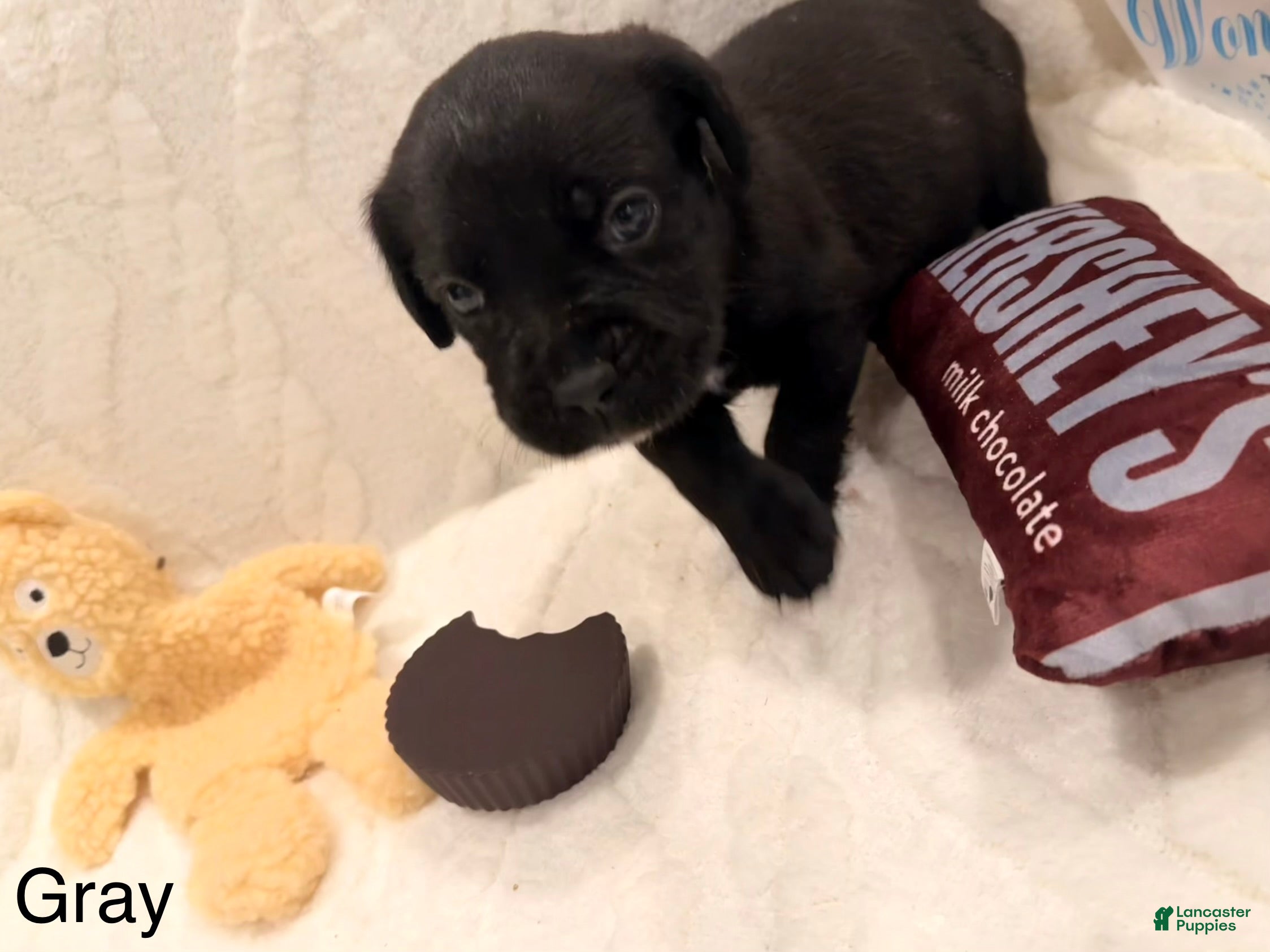 Cane Corso dogs Thanos (Gray) - Ad 27