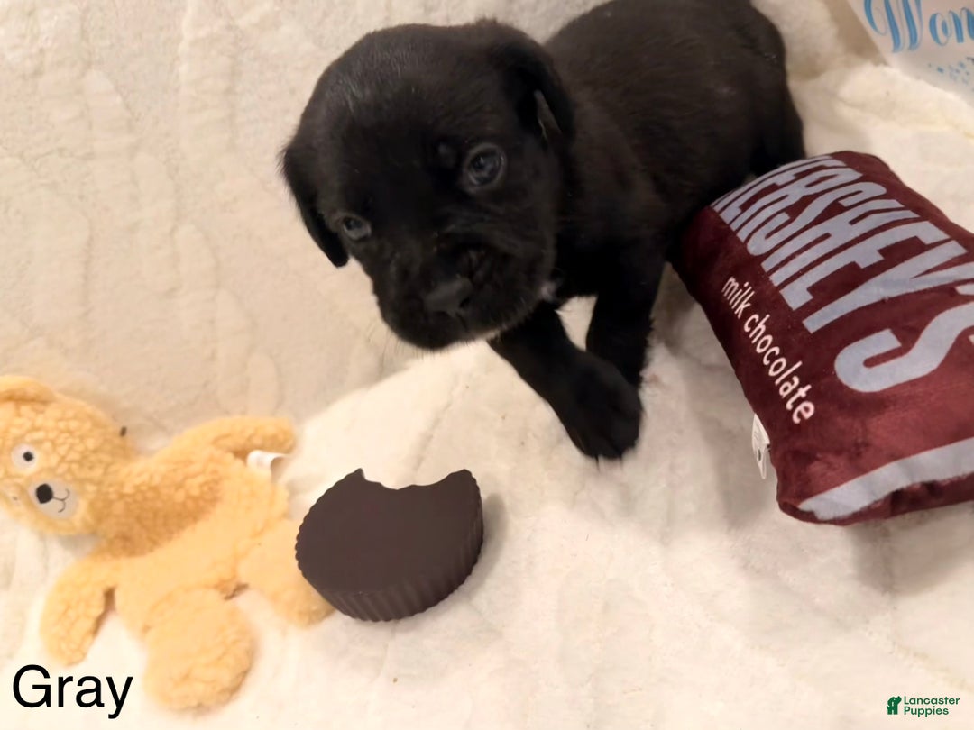 Cane Corso dogs for sale: Thanos (Gray) - Ad 1