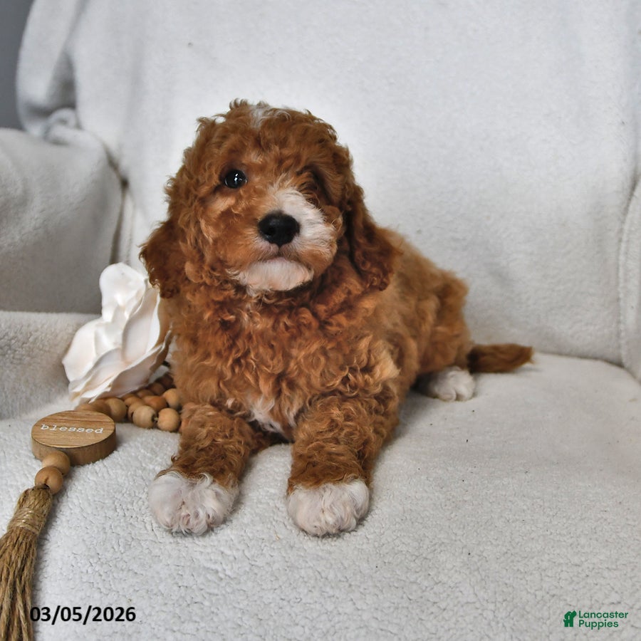 Mini Goldendoodle dogs Jasper - Ad 2