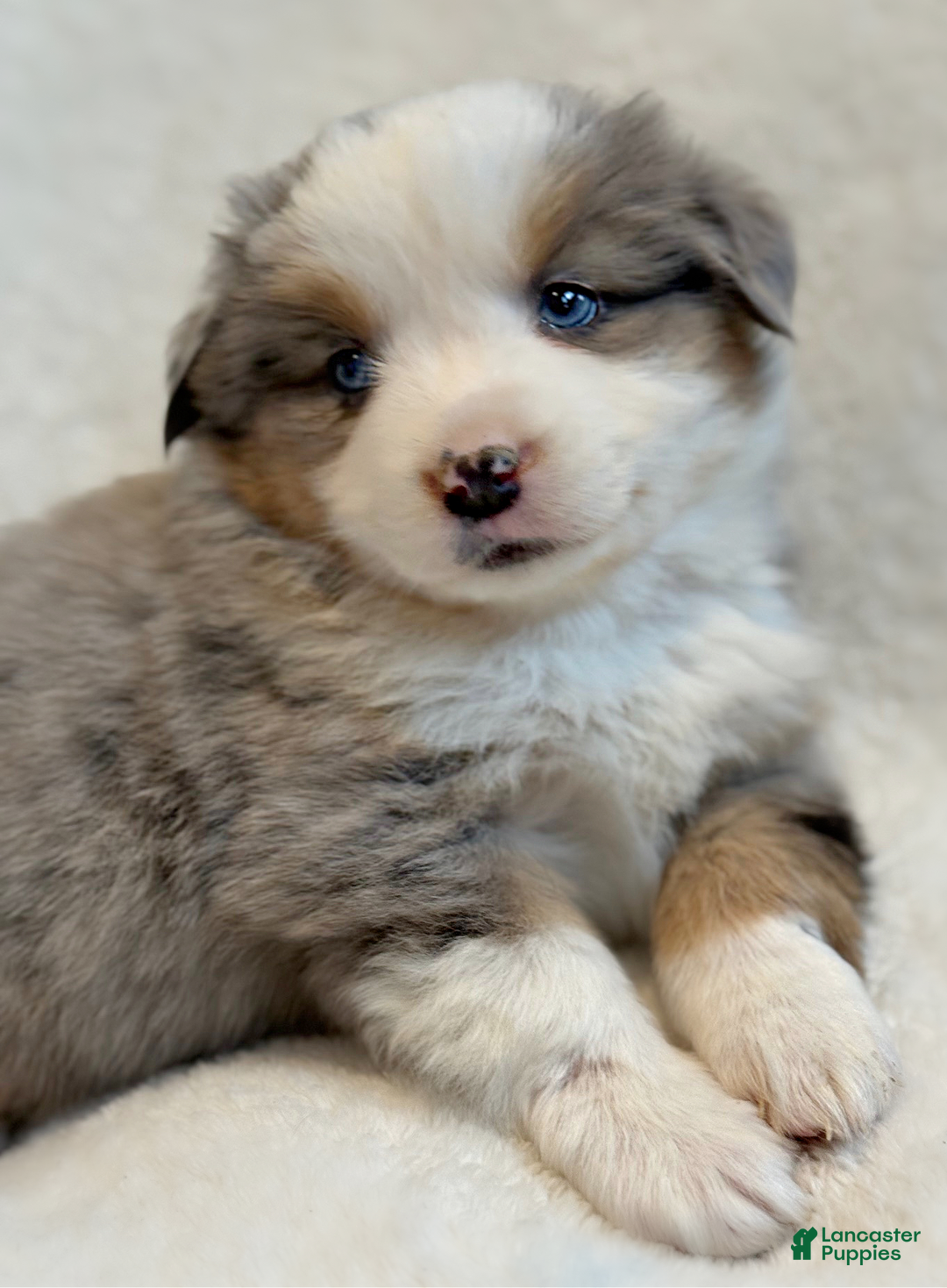 Miniature Australian Shepherd dogs for sale: Birdie - Ad 4