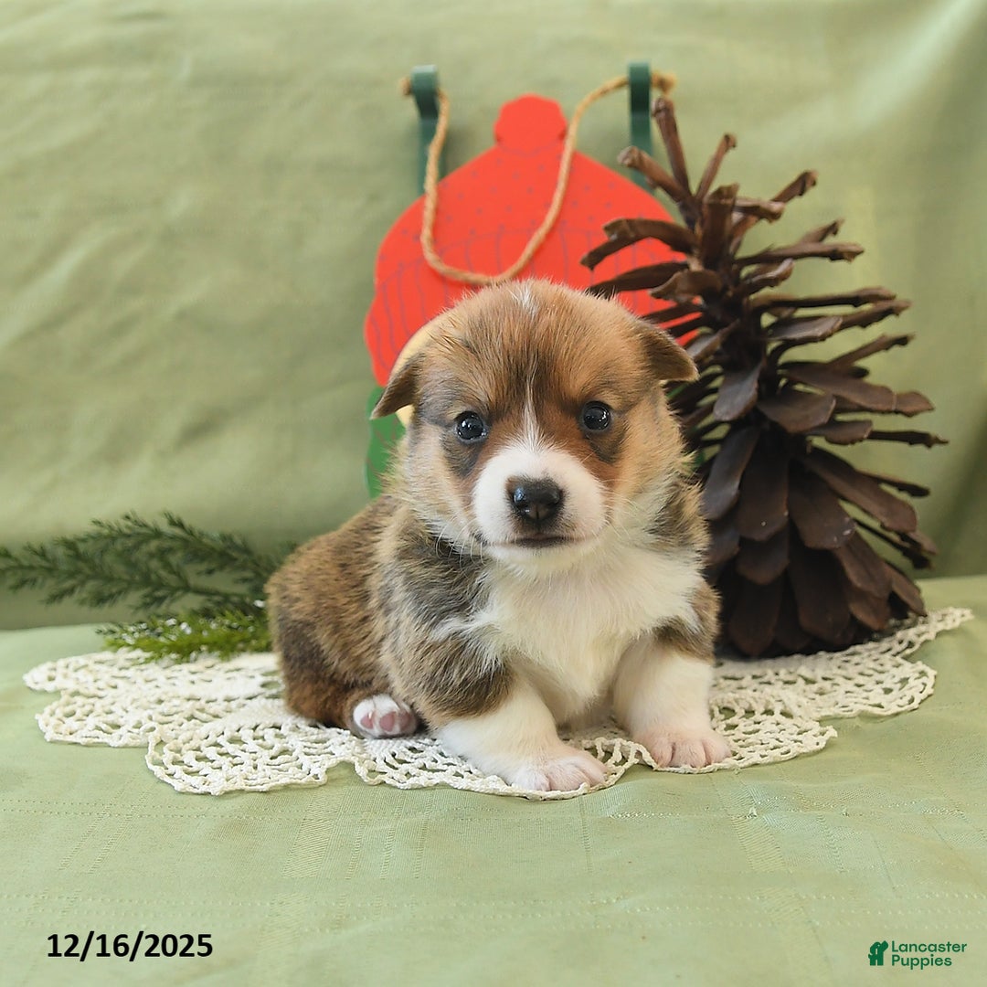 Welsh Corgi Pembroke dogs for sale: Pete - Ad 12