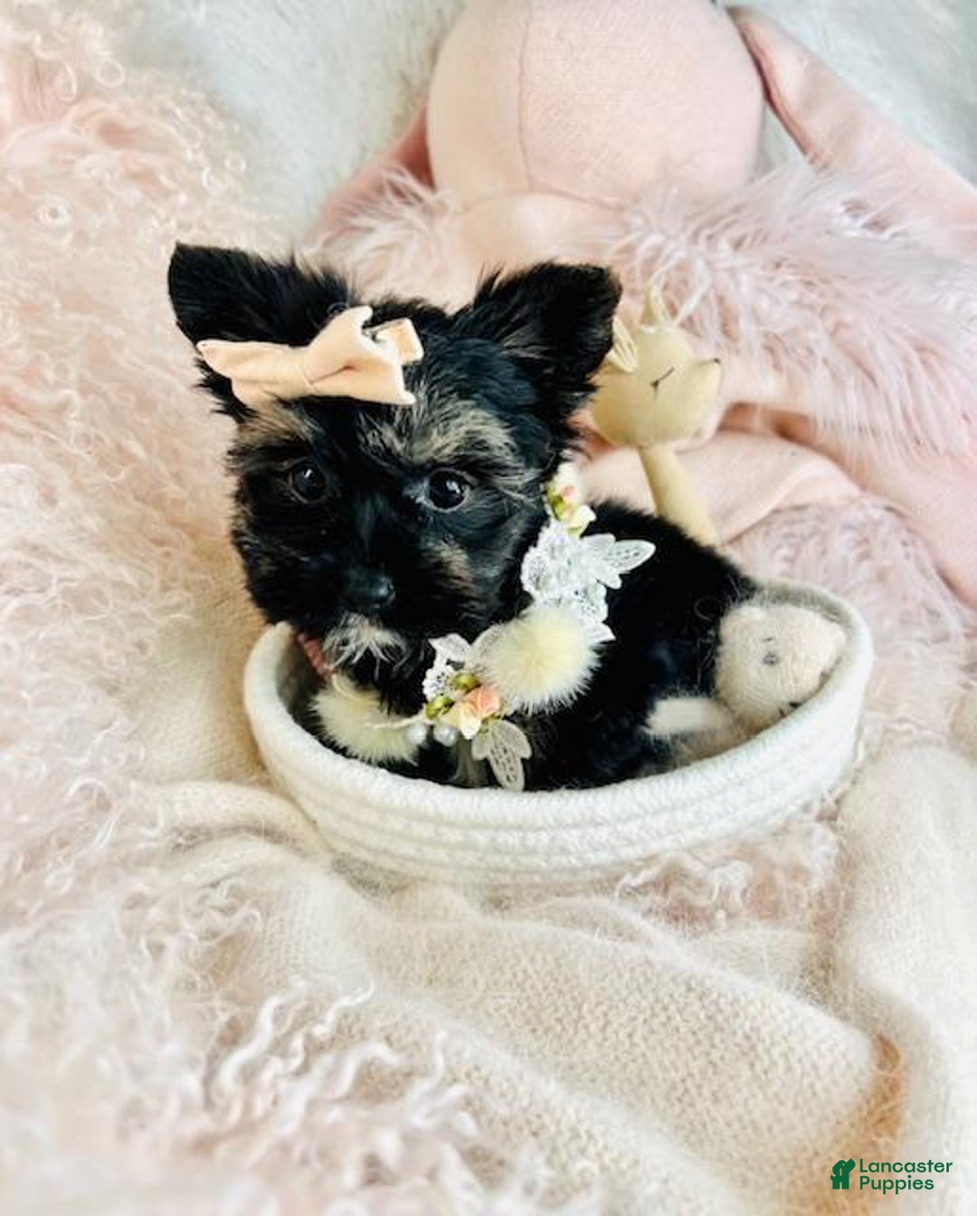 Yorkshire Terrier dogs for sale: Yorkshire Terrier Puppy 1 - Ad 3