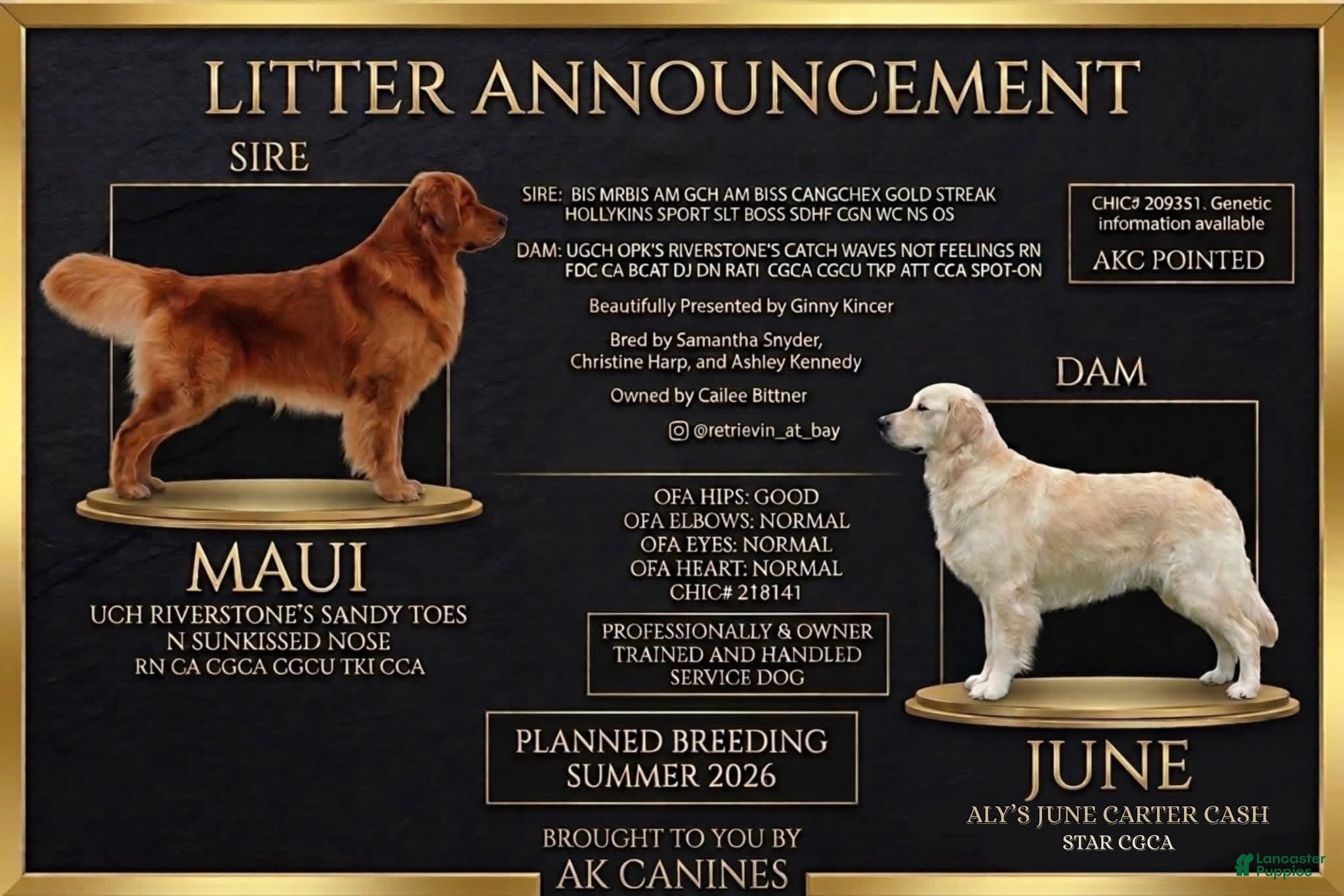 Golden Retriever dogs Purple Female - Ad 1