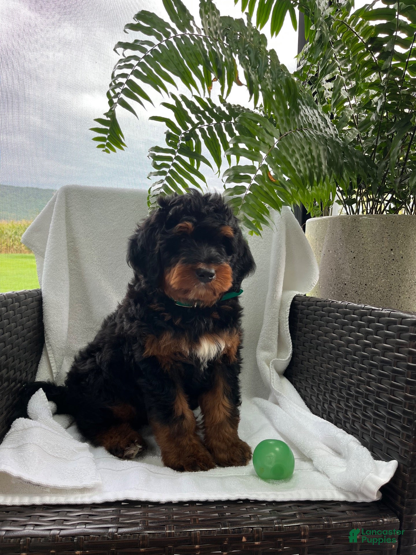 Mini Bernedoodle dogs Leo - Ad 2