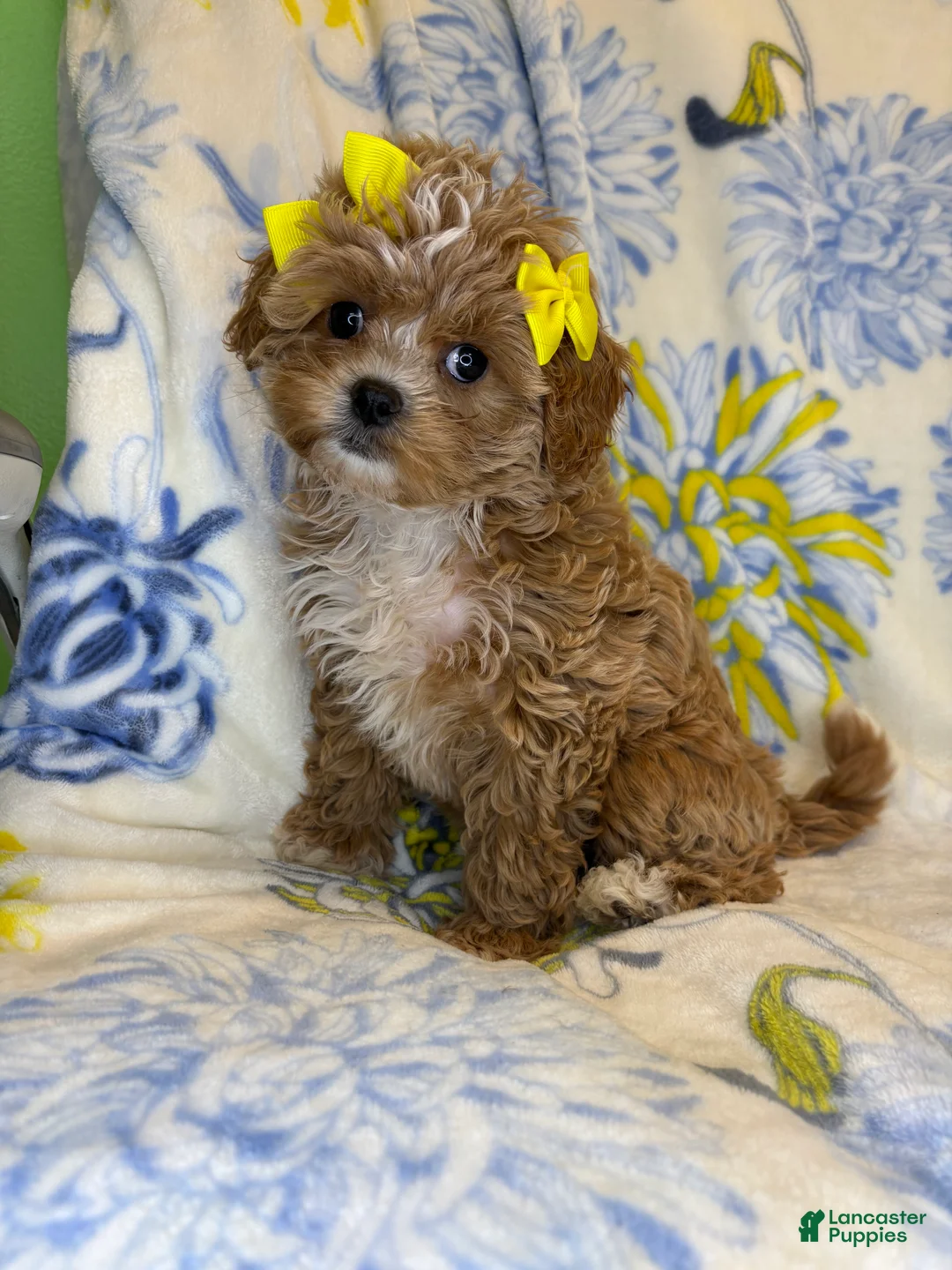Mixed Breed dogs for sale: Mixed Breed 3 - Ad 2