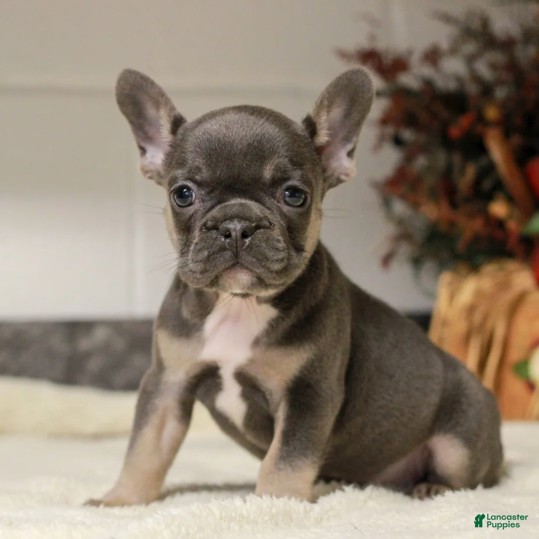 French Bulldog dogs for sale: Reese  - Ad 1