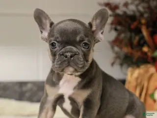 French Bulldog dogs for sale: Reese - Ad 2