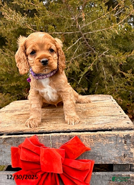 Cocker Spaniel dogs Zinnia - Ad 20