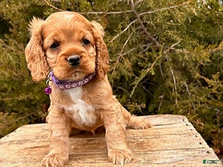 Cocker Spaniel dogs Zinnia - Ad 20