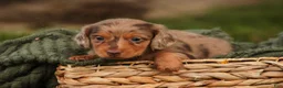 Miniature Dachshund dogs for sale: MacGyver Miniature Dachshund  - Ad 3