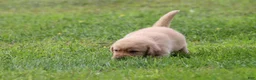 Labrador Retriever dogs for sale: Labrador Retriever 2 - Ad 6