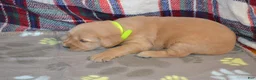 Golden Retriever dogs for sale: Mandy - Ad 15