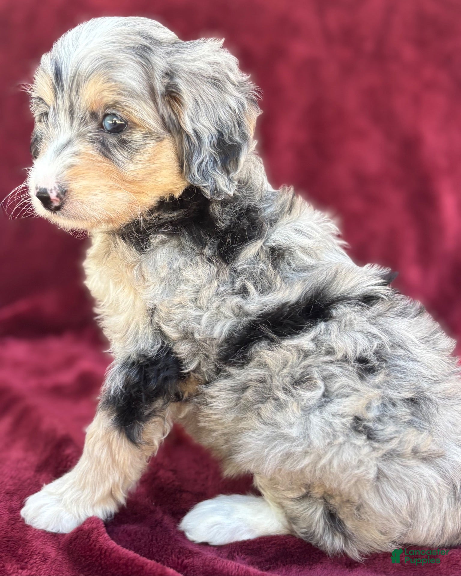 Mini Bernedoodle dogs for sale: Kolly  - Ad 2