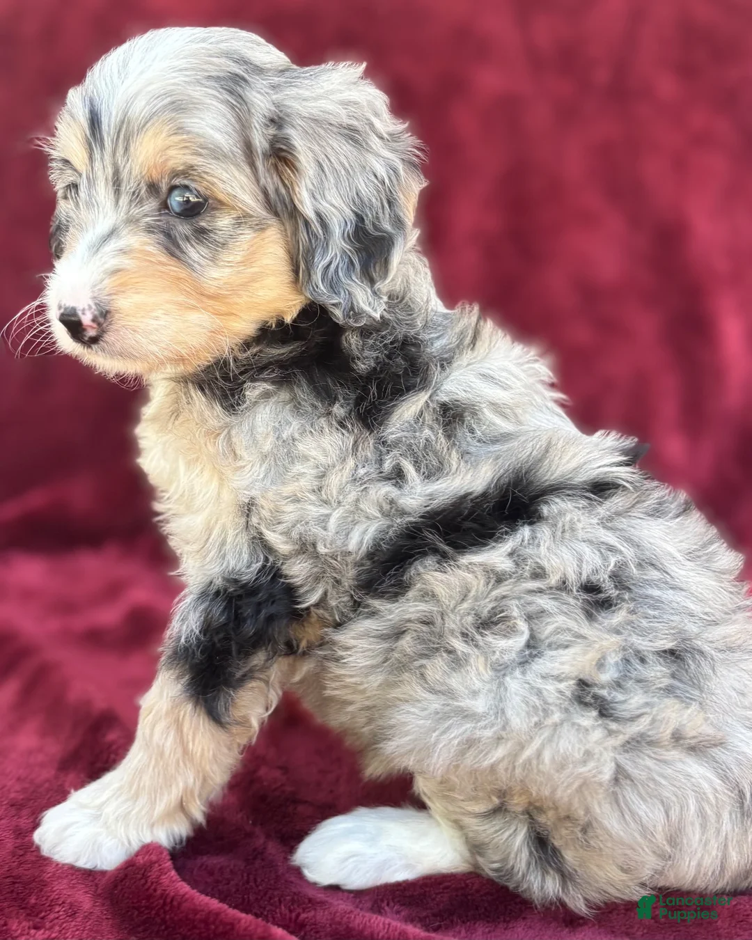 Mini Bernedoodle dogs for sale: Kolly  - Ad 2