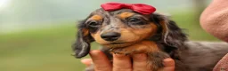 Miniature Dachshund dogs for sale: BAILEY - Ad 16