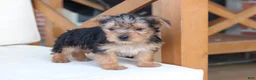 Yorkshire Terrier dogs for sale: Scout - Ad 4