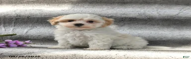 Sugar