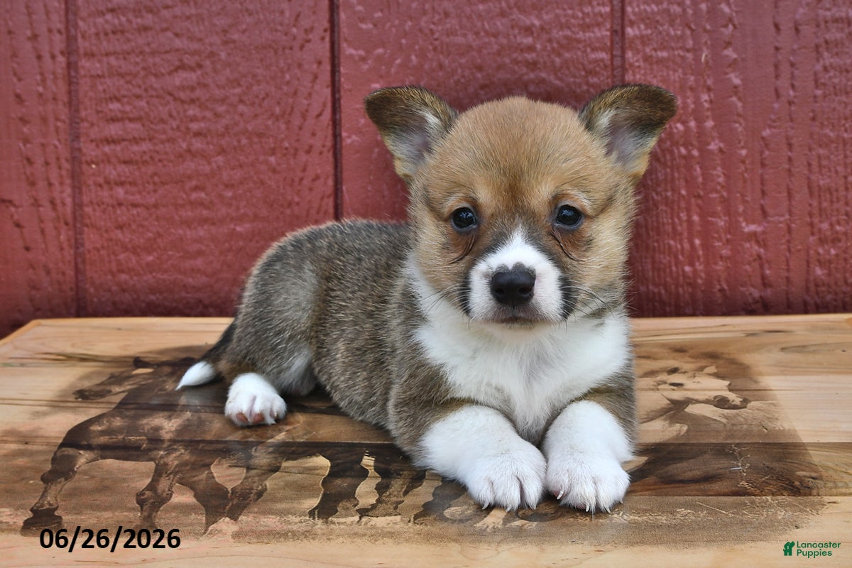 Welsh Corgi Pembroke dogs for sale: Jingles - Ad 2