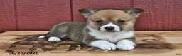 Welsh Corgi Pembroke dogs for sale: Jingles - Ad 1