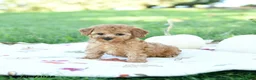 Toy Poodle dogs for sale: Spice - Ad 3