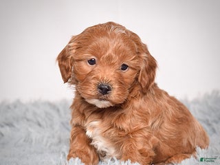 Mini Goldendoodle dogs Mr. Kane - Ad 5