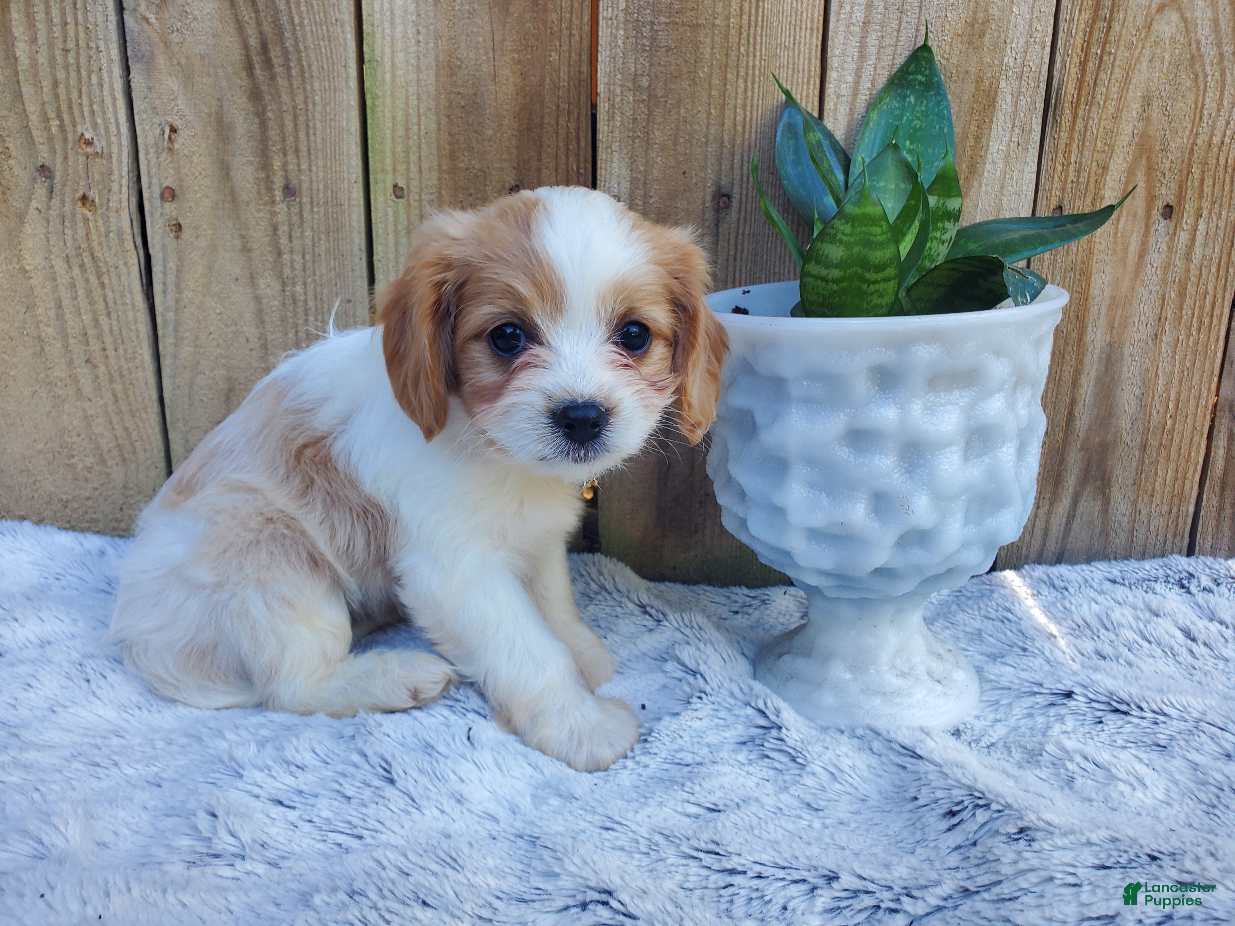 Cavachon dogs Brownie - Ad 2