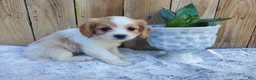 Cavachon dogs for sale: Brownie - Ad 2