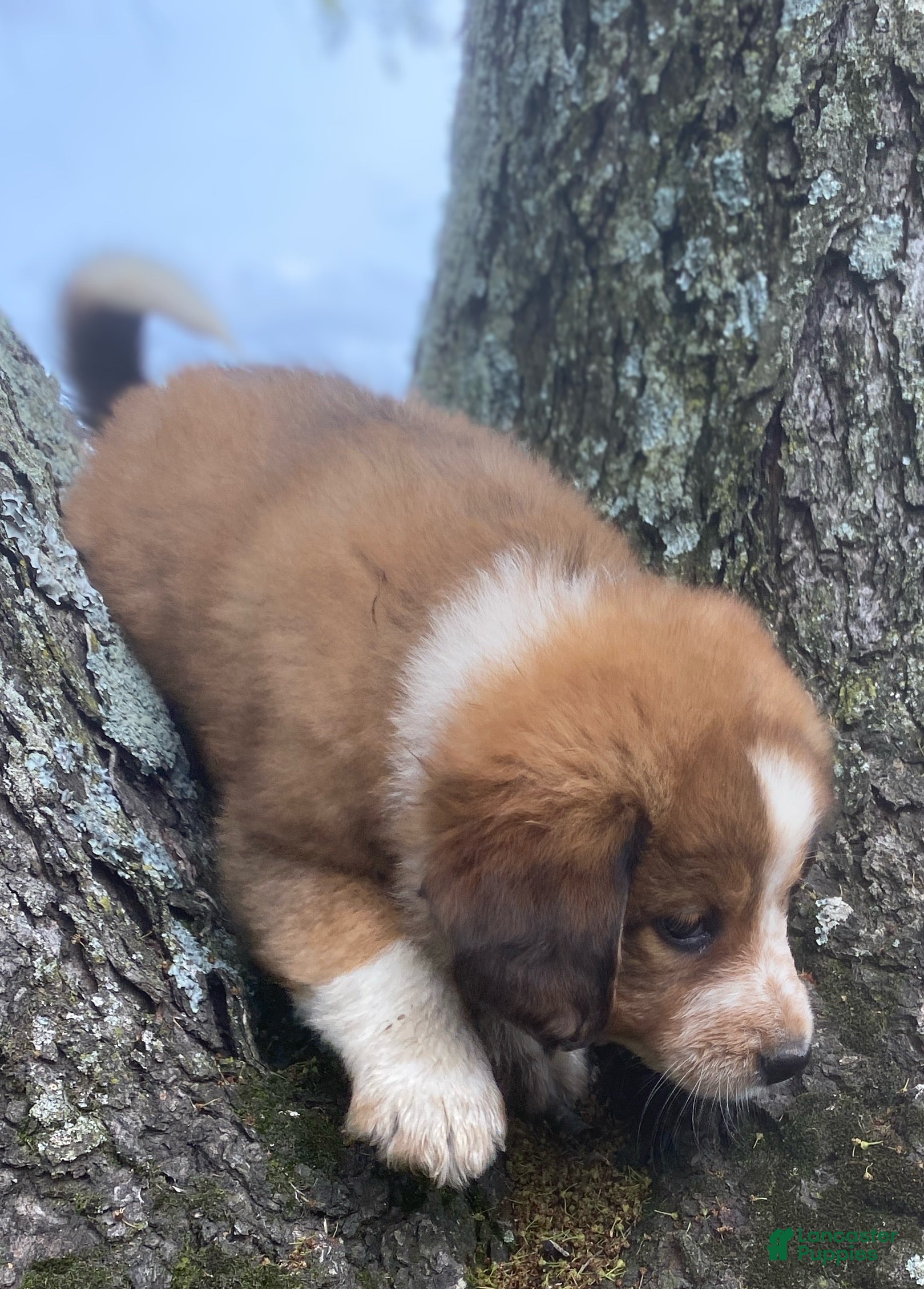 Mixed Breed dogs for sale: ♥️NELLIE MAE♥️ - Ad 11