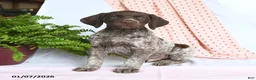German Shorthaired Pointer dogs for sale: Apollo - Ad 3