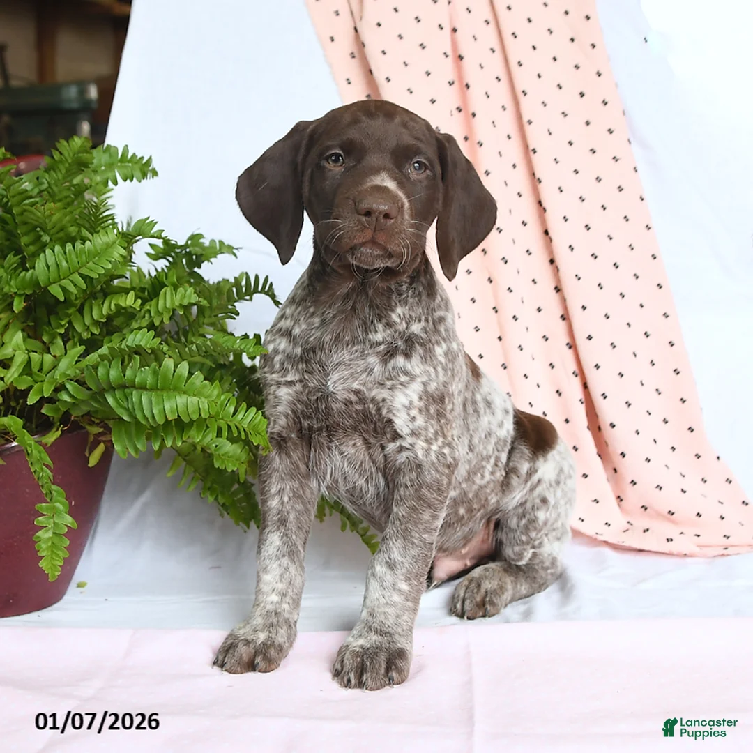 German Shorthaired Pointer dogs for sale: Apollo - Ad 3