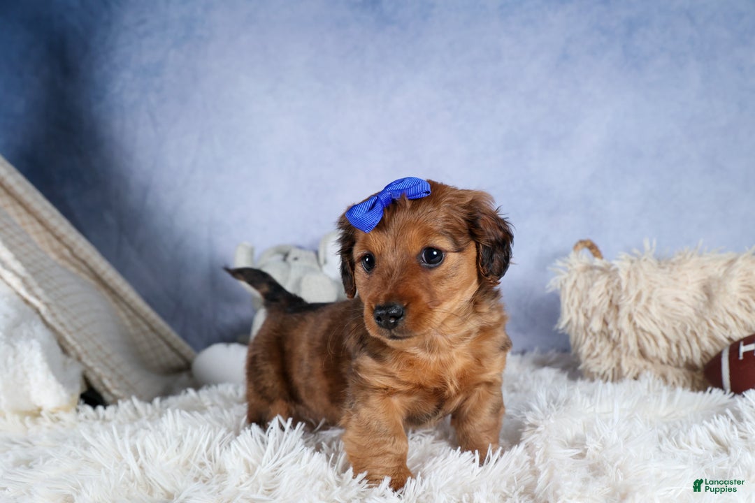 Miniature Dachshund dogs for sale: Jasper - Ad 19