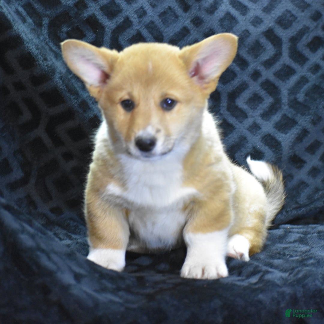 Welsh Corgi Pembroke dogs for sale: Moonbeam - Ad 2